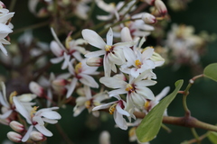 Moringa concanensis
